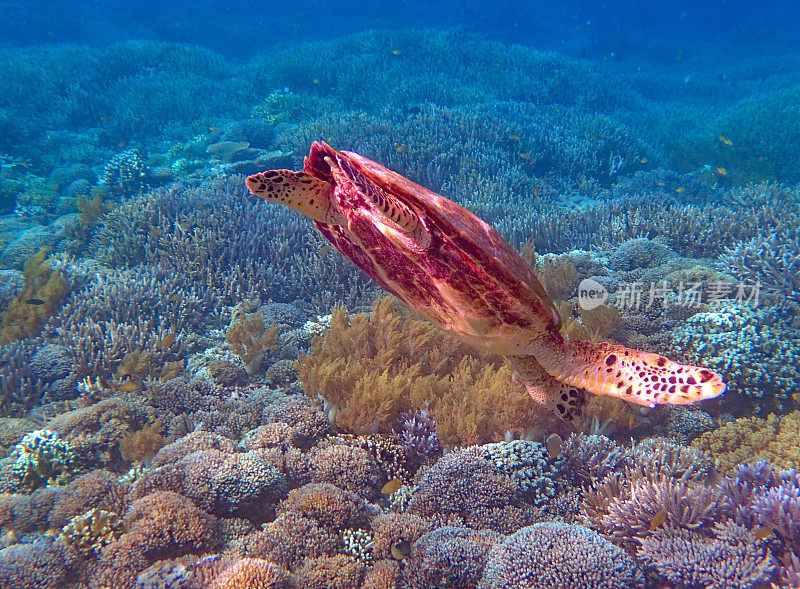 玳瑁(Eretmochelys imbricata)